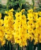 Gladiolus  NOVA LUX